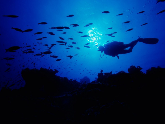 Scuba diver school fish coral free wallpaper - medium preview image