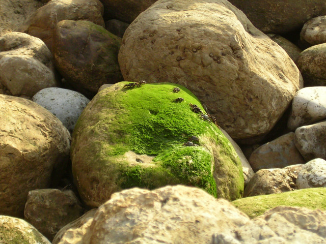 Moss covered rock pile green free wallpaper - medium preview image