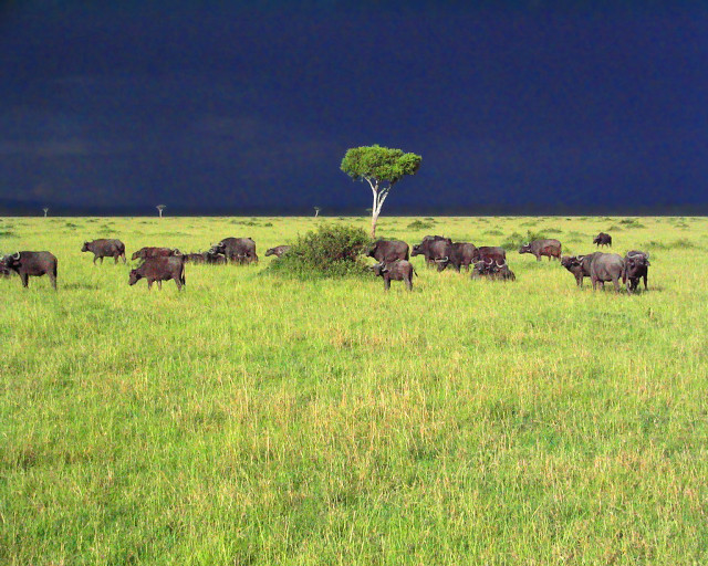 Cattle grazing green field dark free wallpaper - medium preview image
