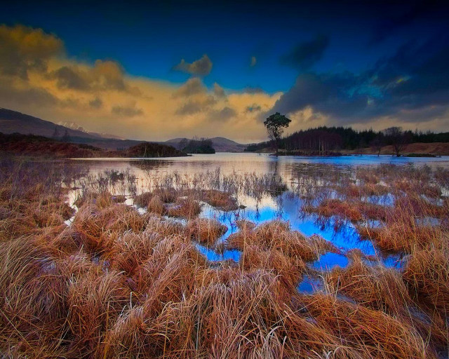 Lake tree clouds sky grass free wallpaper - medium preview image