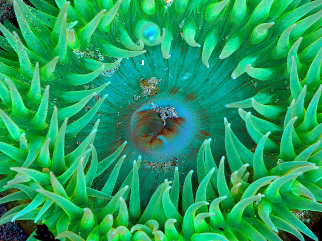 Underwater green sea anemone water #4 free wallpaper - medium preview image