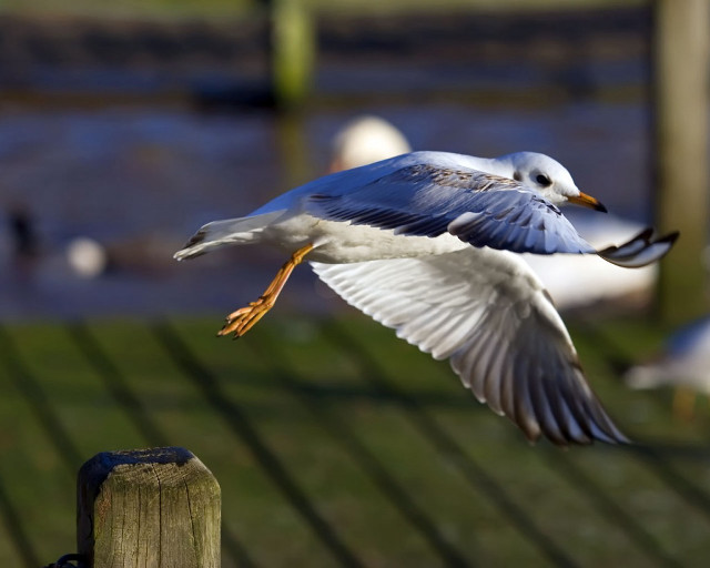 Seagull flying wooden fence birds free wallpaper - medium preview image