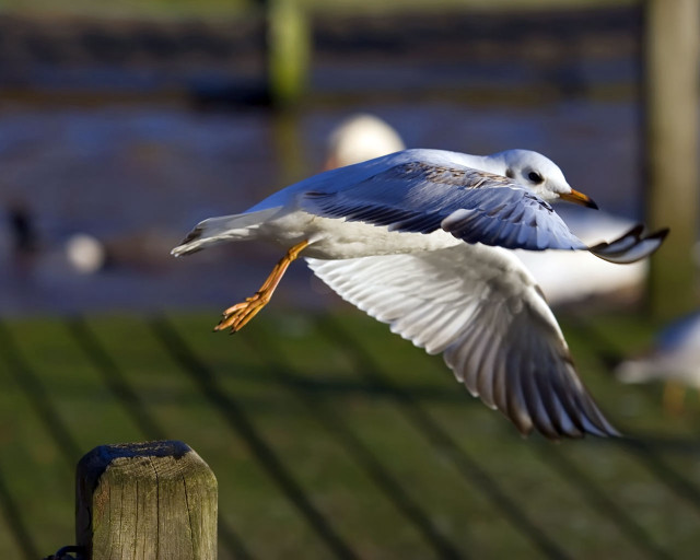 Seagull flying wooden fence birds #3 free wallpaper - medium preview image