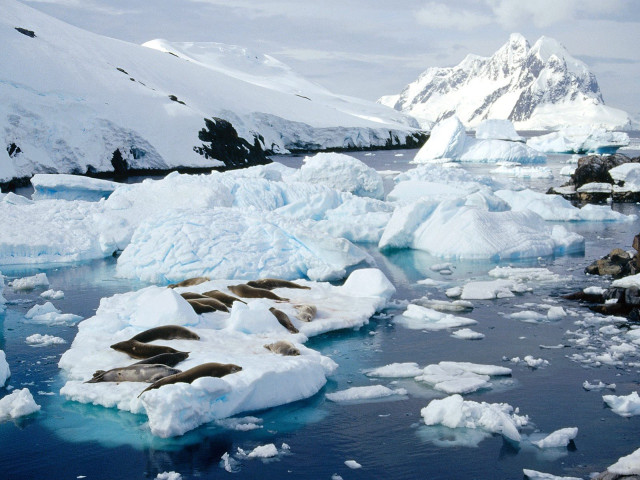 Sea lions ice floes water #2 free wallpaper - medium preview image
