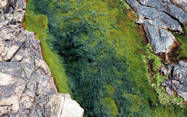 Grassy area large rocks moss free wallpaper - medium preview image