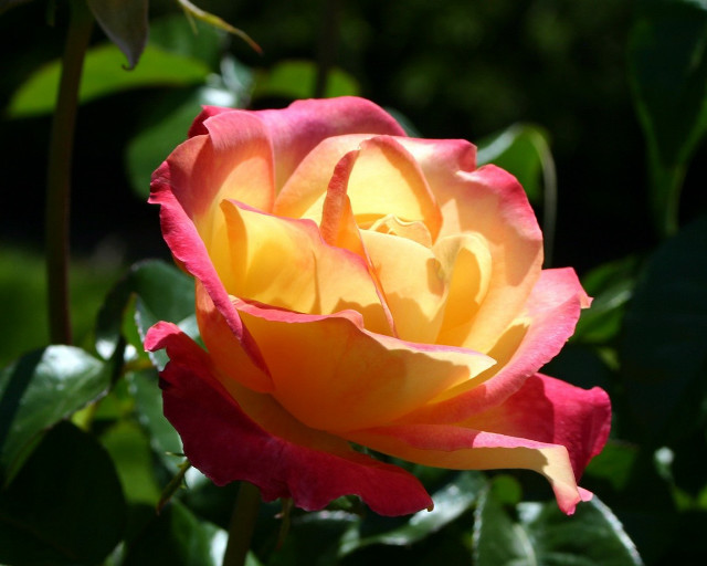 Yellow red rose green leaves #3 free wallpaper - medium preview image