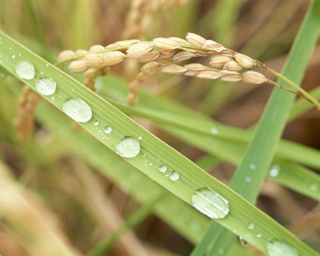 Water drops plant bokeh macro free wallpaper - medium preview image