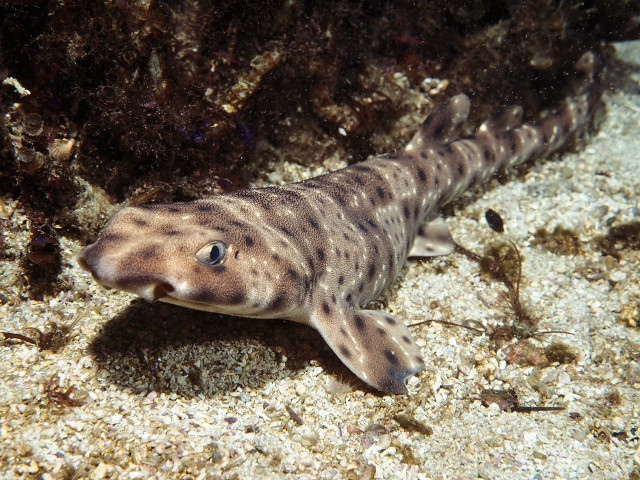 Fish laying sand water black free wallpaper - medium preview image