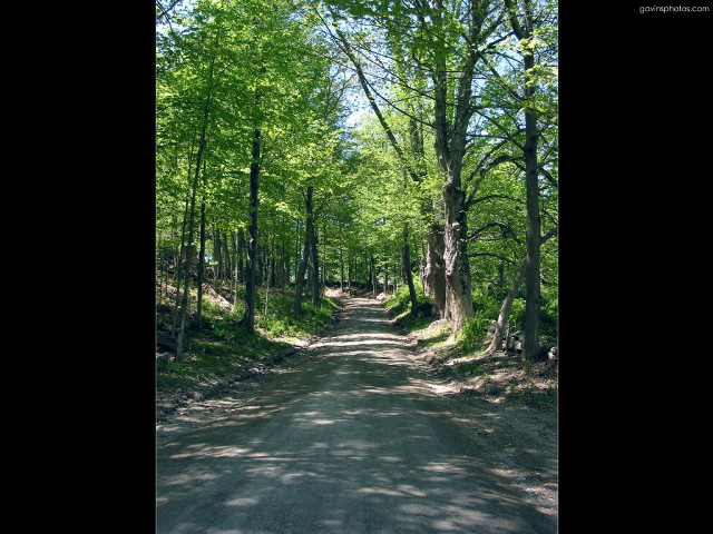 Forest road trees sign nature free wallpaper - medium preview image