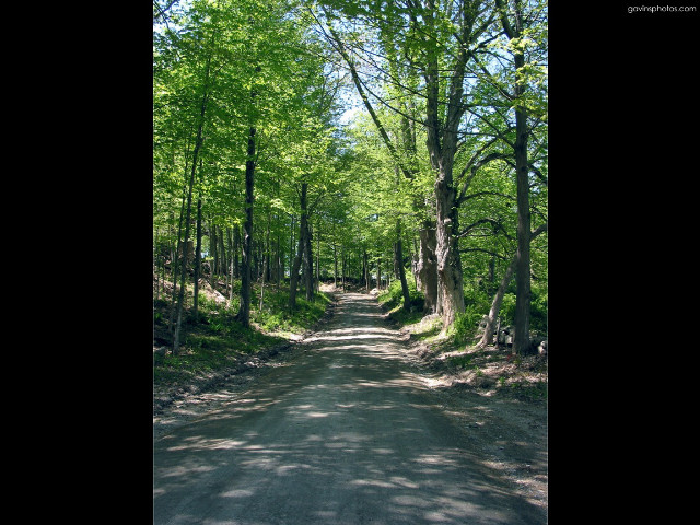 Forest road trees sign middle free wallpaper - medium preview image