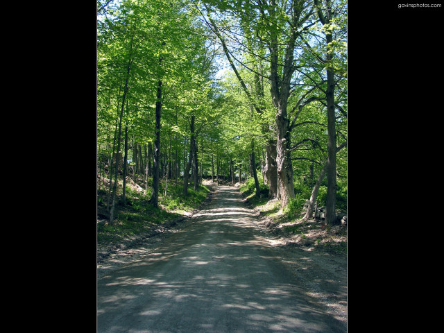 Forest road trees sign middle #2 free wallpaper - medium preview image