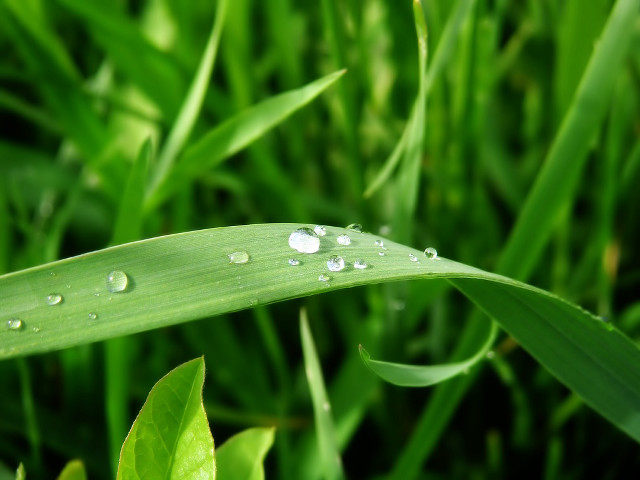 Green leaf water droplets grass free wallpaper - medium preview image