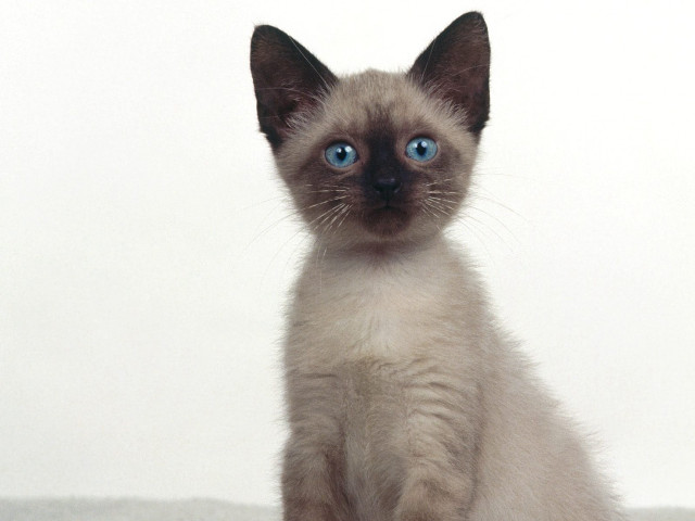 Cat blue eyes sitting table #3 free wallpaper - medium preview image