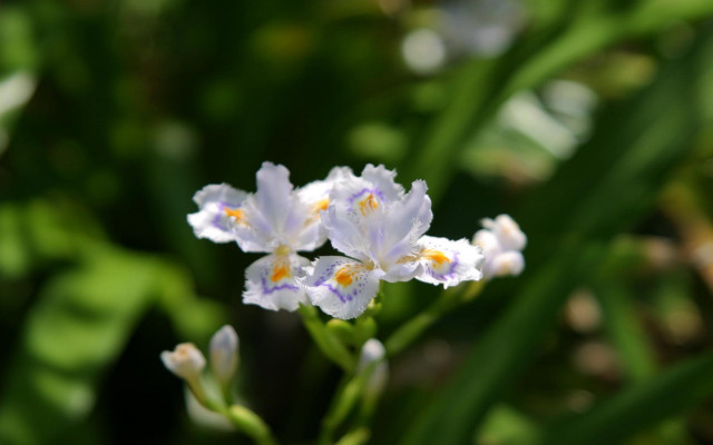 Closeup daisy flower blurry background free wallpaper - medium preview image