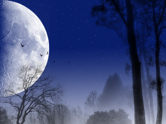 Full moon forest trees birds free wallpaper - medium preview image