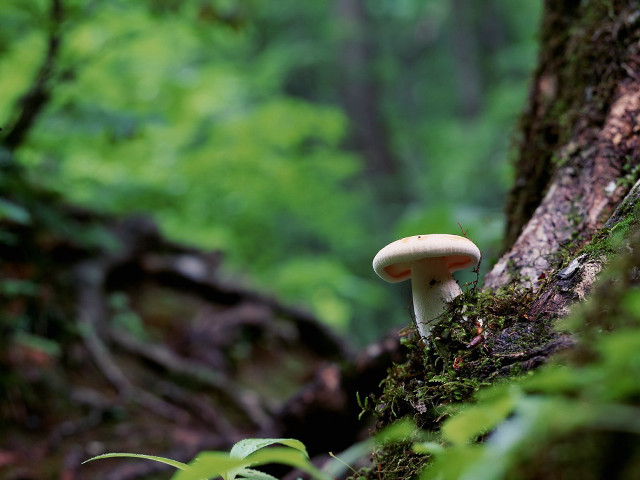 Mushroom growing on tree in free wallpaper - medium preview image