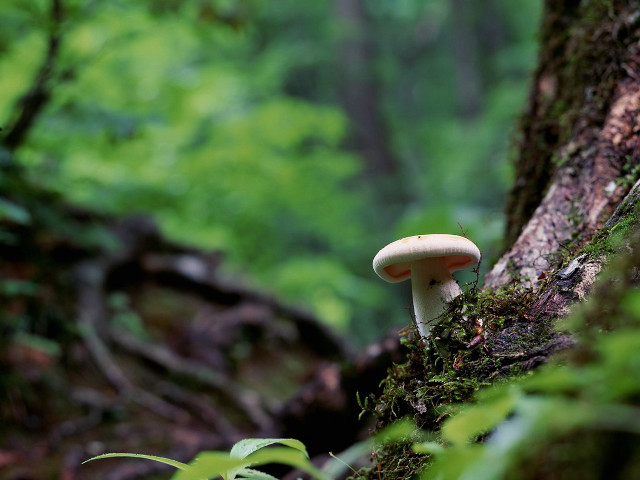 Mushroom growing tree trunk woods free wallpaper - medium preview image