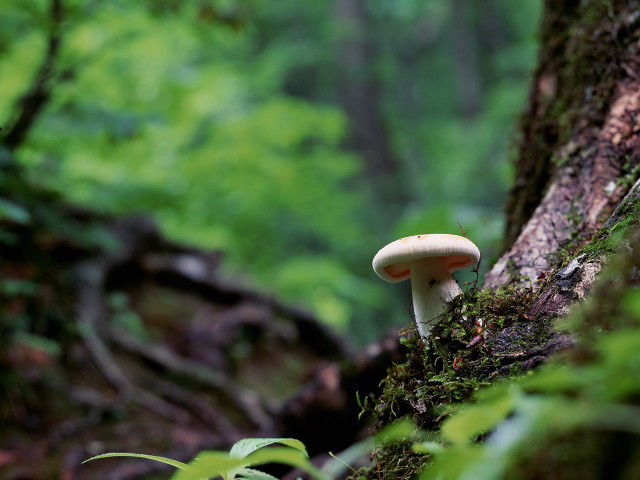 Mushroom growing tree woods green #2 free wallpaper - medium preview image