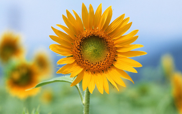 Sunflower blue sky green field free wallpaper - medium preview image