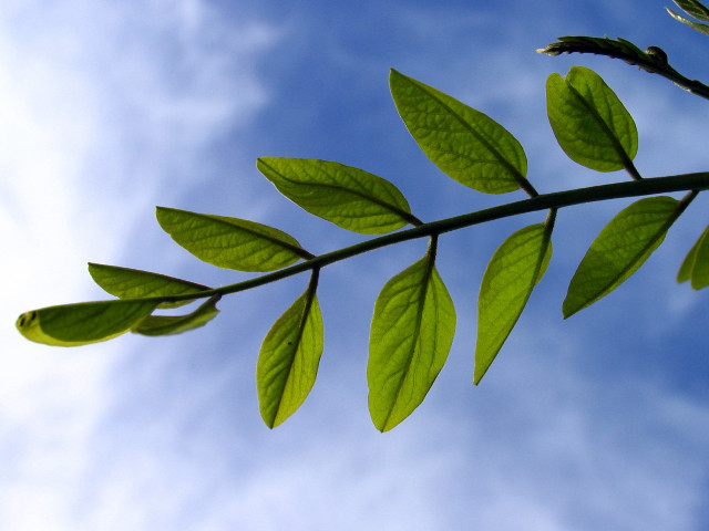 Green leaf blue sky clouds #6 free wallpaper - medium preview image