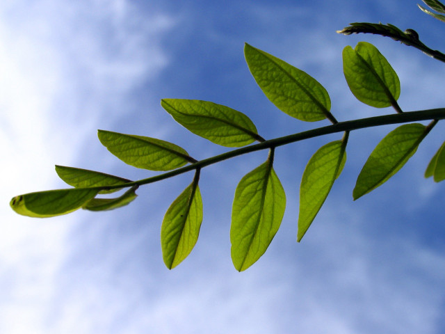 Green leaf blue sky clouds #2 free wallpaper - medium preview image