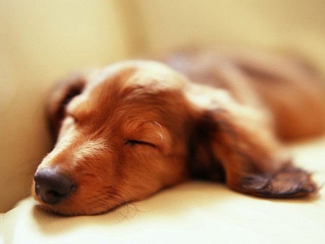 Sleeping dog couch eyes closed #2 free wallpaper - medium preview image