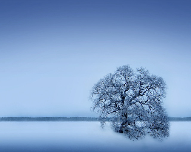 Lone tree frozen lake blue #2 free wallpaper - medium preview image