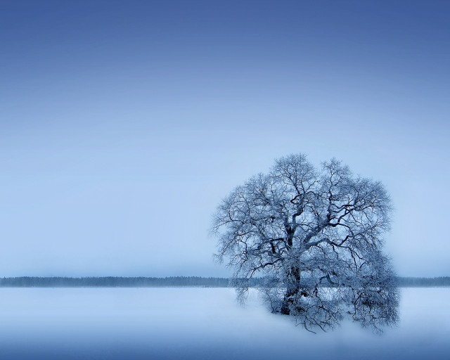 Lone tree frozen lake blue #3 free wallpaper - medium preview image