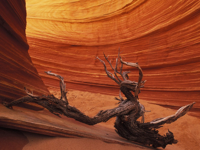 Dead tree desert rock formation #2 free wallpaper - medium preview image