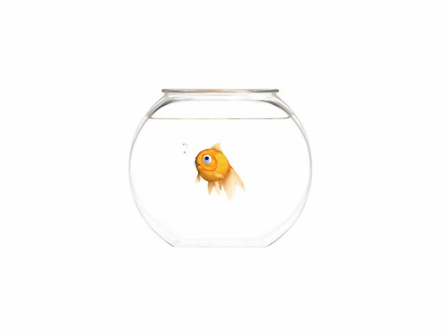 Goldfish bowl white background white #2 free wallpaper - medium preview image