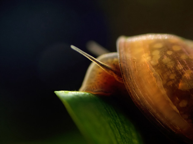 Snail leaf long tail nose free wallpaper - medium preview image