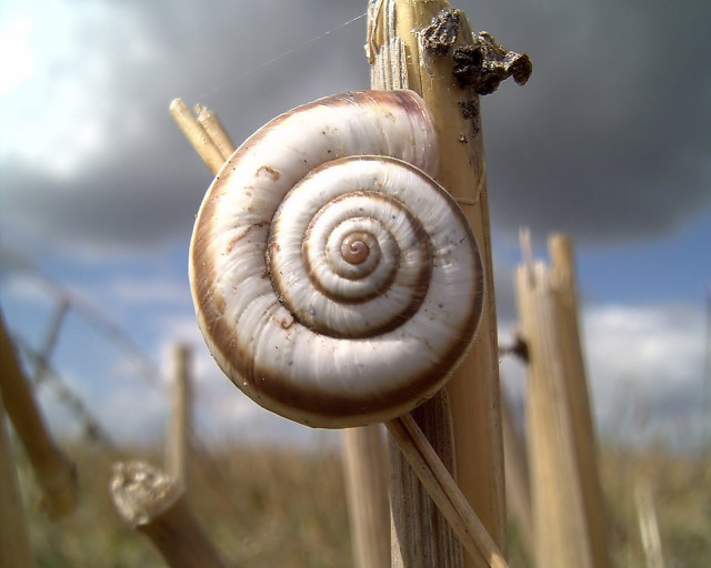 Snail sitting stick field grass free wallpaper - medium preview image