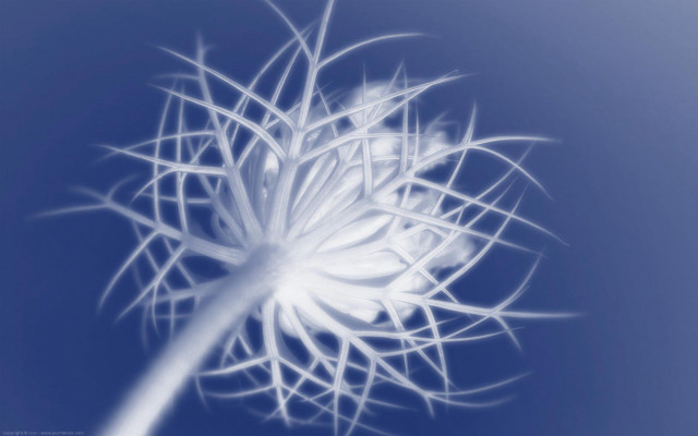 White flower blue sky blurry free wallpaper - medium preview image