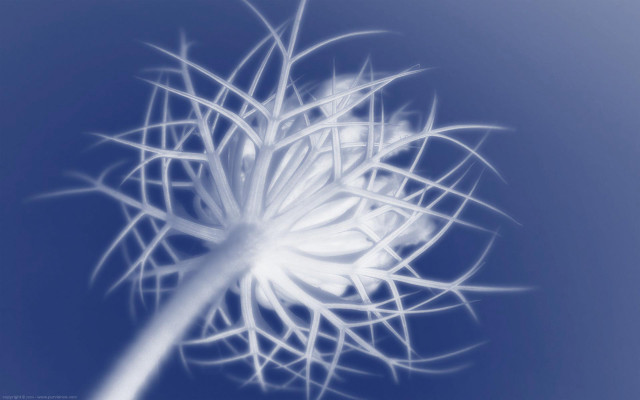 White dandelion blue macro night free wallpaper - medium preview image