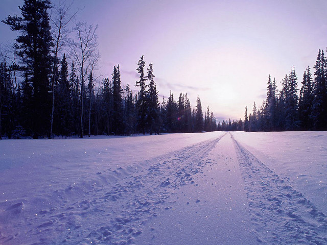 Snow covered field trail trees free wallpaper - medium preview image