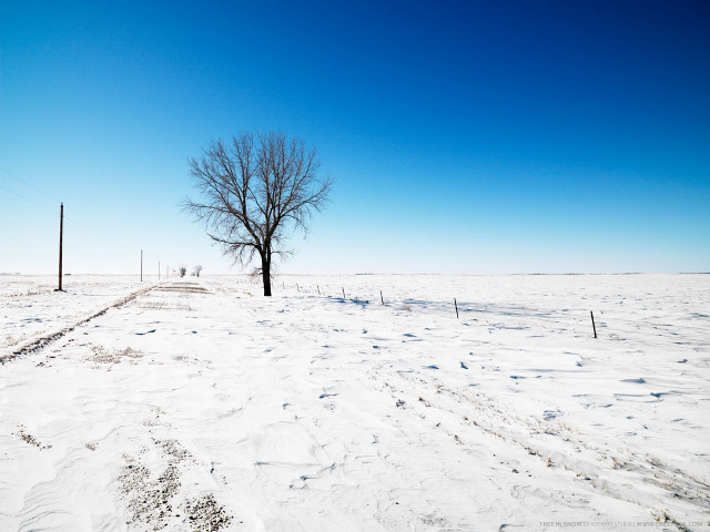 Lone tree snowy field fence #2 free wallpaper - medium preview image