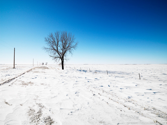 Lone tree snowy field fence #4 free wallpaper - medium preview image