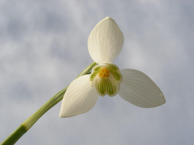 White flower green stem sky free wallpaper - medium preview image