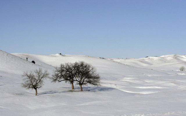 Snowy trees hill winter coast free wallpaper - medium preview image