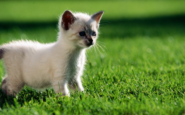 Small white kitten walking lush #3 free wallpaper - medium preview image