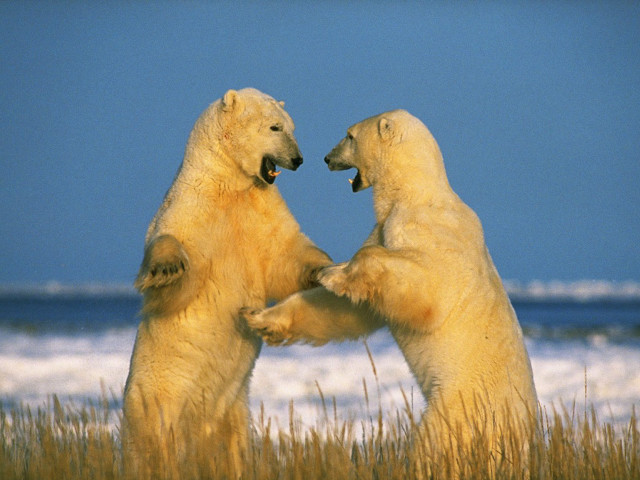 Polar bears playing grass water free wallpaper - medium preview image