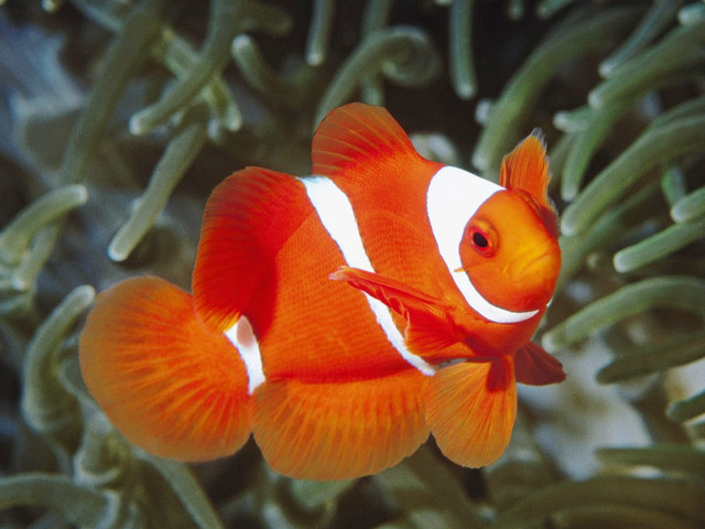 Clown fish swimming seaweed anemone free wallpaper - medium preview image