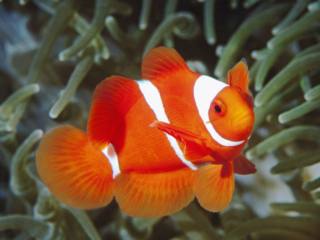 Clown fish swimming seaweed corals #2 free wallpaper - medium preview image