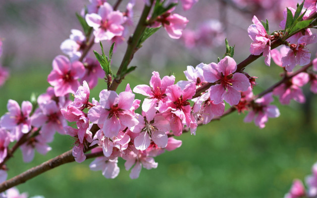 Pink flower branch blurry spring free wallpaper - medium preview image