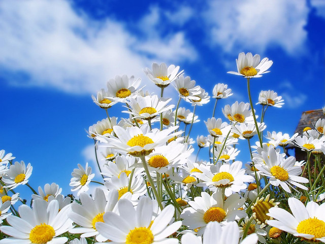 Daisies blue sky clouds field free wallpaper - medium preview image