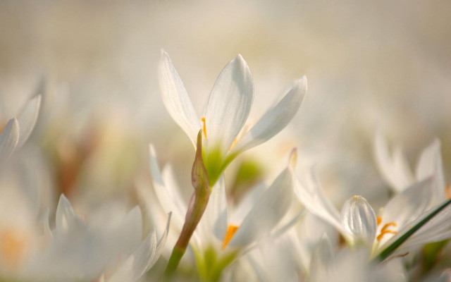 White flowers close up blurry free wallpaper - medium preview image