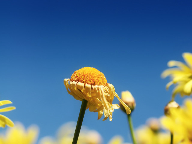Yellow flower blue sky background #2 free wallpaper - medium preview image