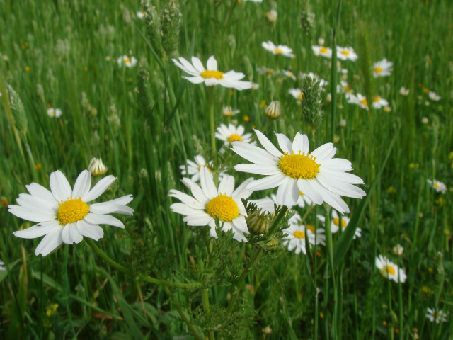 Field white daisies yellow centers #3 free wallpaper - medium preview image