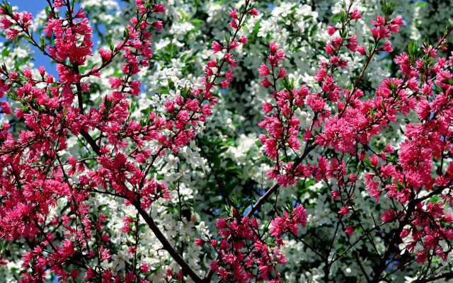 Pink flower tree green leaves #5 free wallpaper - medium preview image