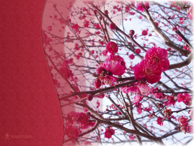 Tree pink flowers red background free wallpaper - medium preview image